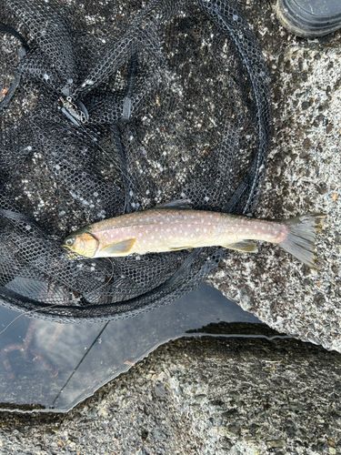 アメマスの釣果