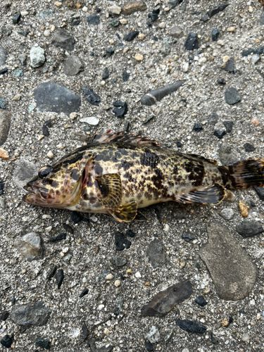 タケノコメバルの釣果