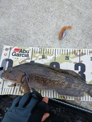 アイナメの釣果