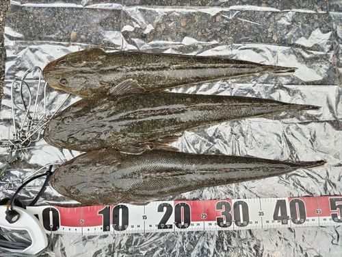コチの釣果