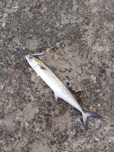 サゴシの釣果