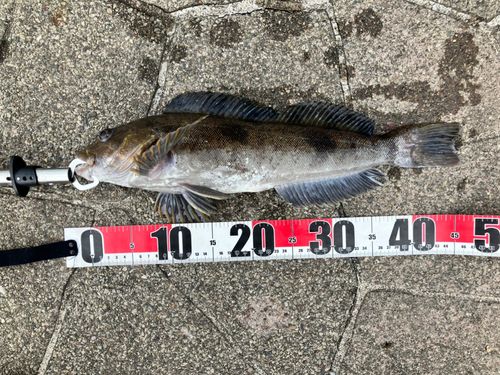 アブラコの釣果