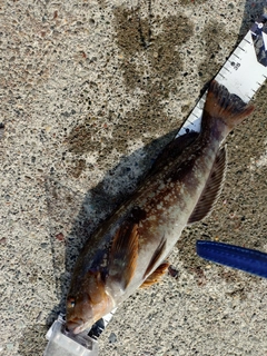 アイナメの釣果