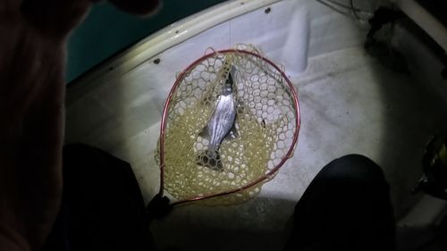 ヒラスズキの釣果