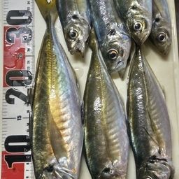 アジ