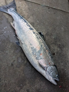 サクラマスの釣果