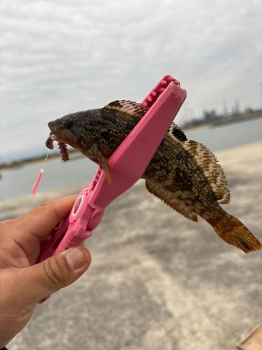 アイナメの釣果