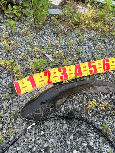 ナマズの釣果