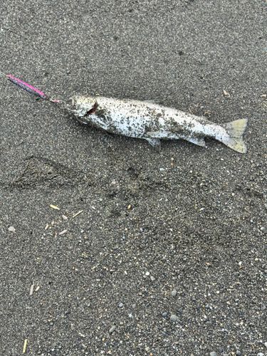 アメマスの釣果