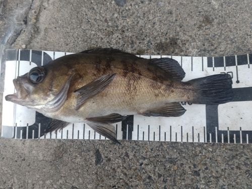 メバルの釣果
