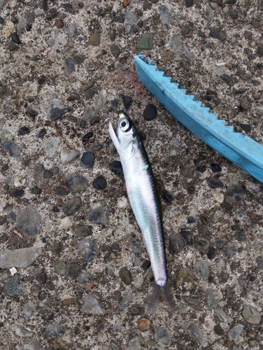 カタクチイワシの釣果