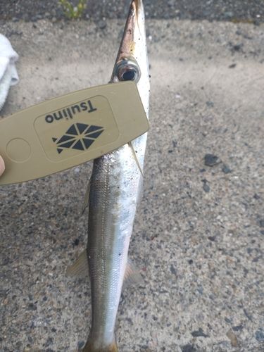 カマスの釣果