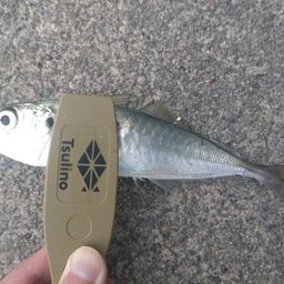アジ