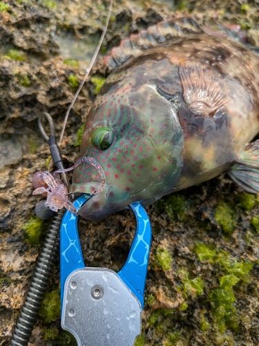 ミツバモチノウオの釣果