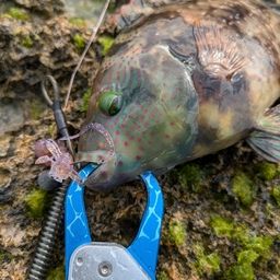 ミツバモチノウオ