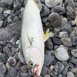 ワカシ