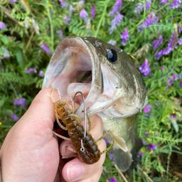 ラージマウスバス