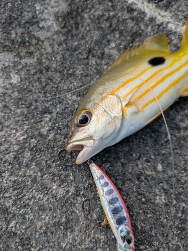 ヤマトビーの釣果