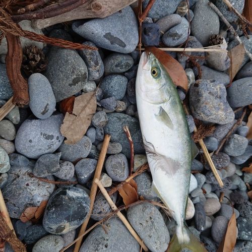 ワカシの釣果