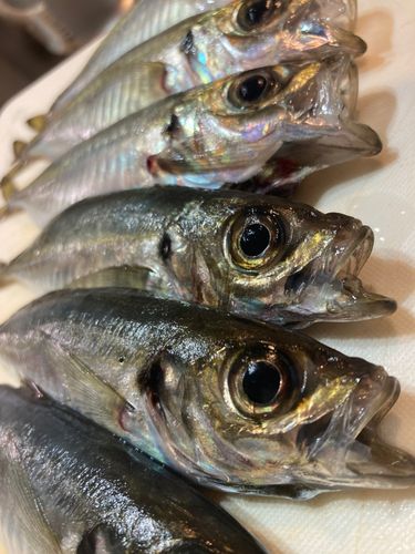 キジハタの釣果