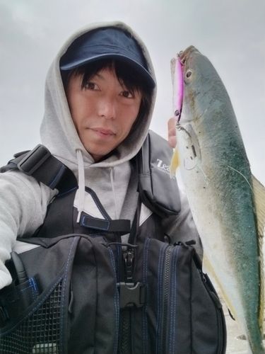 イナダの釣果