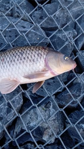コイの釣果