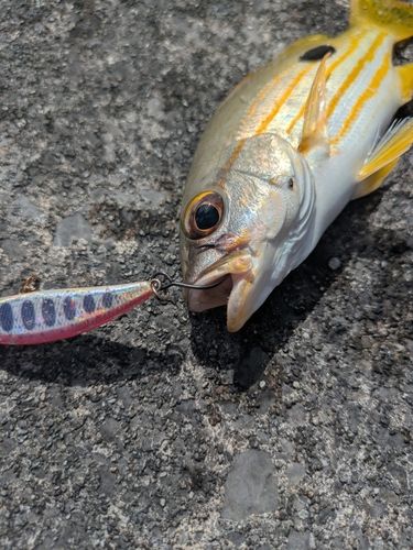 ヤマトビーの釣果