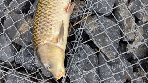 コイの釣果