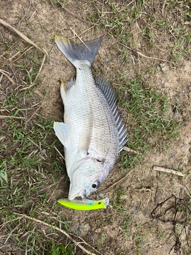 キビレの釣果