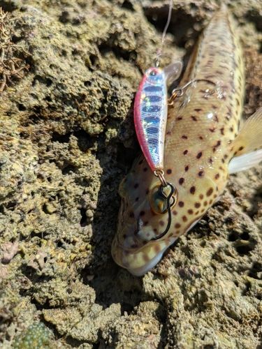 トラギスの釣果