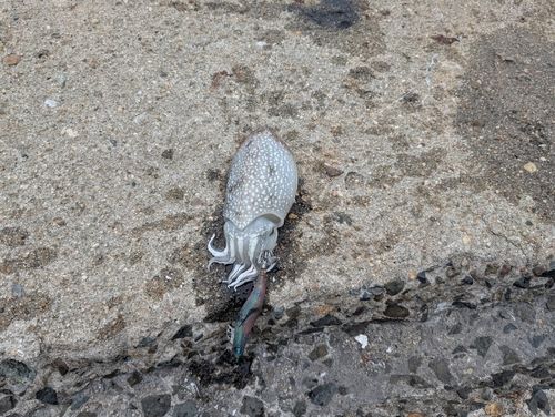 シリヤケイカの釣果