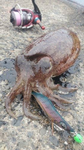スミイカの釣果