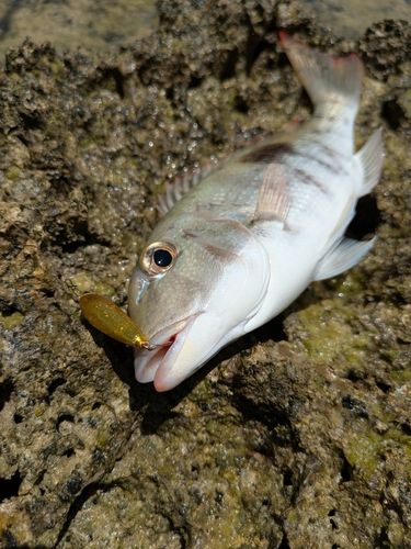 マトフエフキの釣果