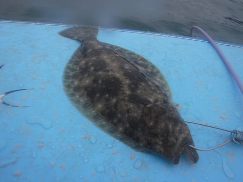 ホタルイカの釣果