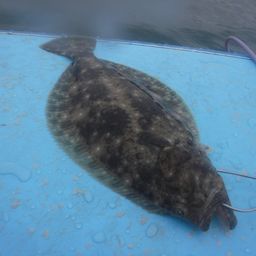 ホタルイカ