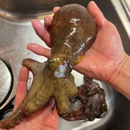 マダコ