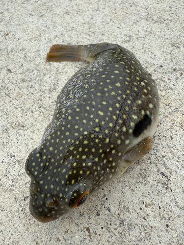 クサフグの釣果