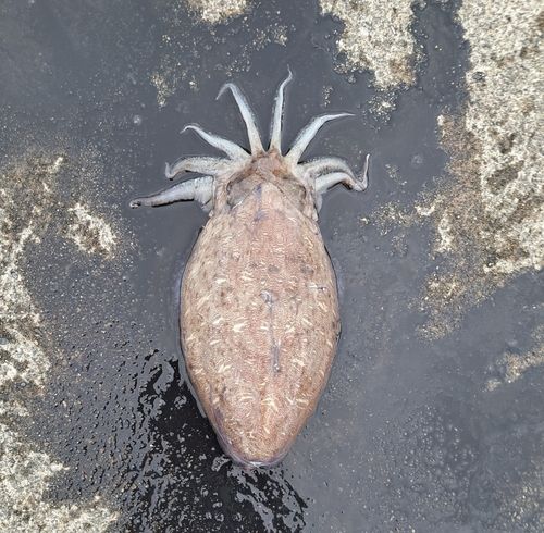 モンゴウイカの釣果