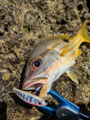 ヤマトビーの釣果