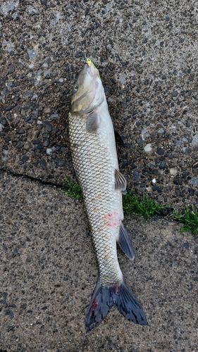 ニゴイの釣果