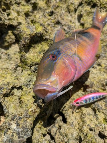 オジサンの釣果