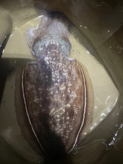 コウイカの釣果