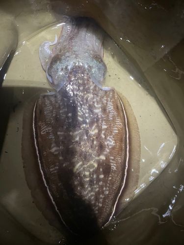 コウイカの釣果