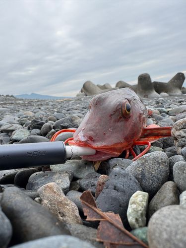 ホウボウの釣果
