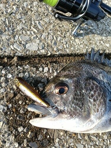チヌの釣果