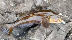 アイナメの釣果