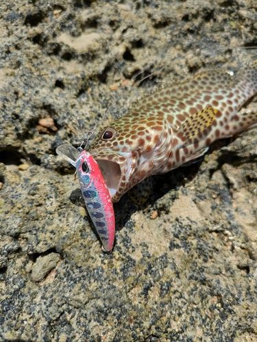 イシミーバイの釣果