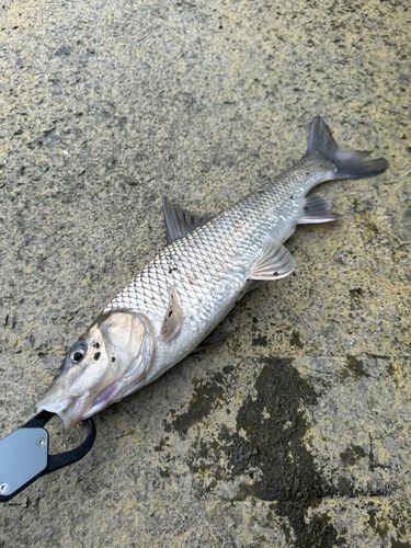 ニゴイの釣果