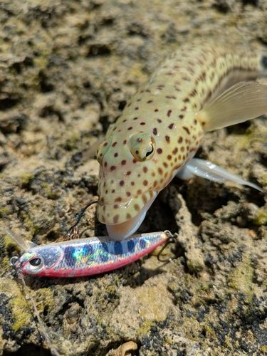 トラギスの釣果