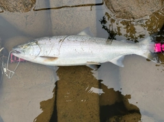 サクラマスの釣果